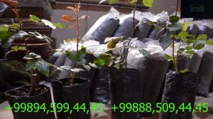 Биогумус: как применять для удобрения