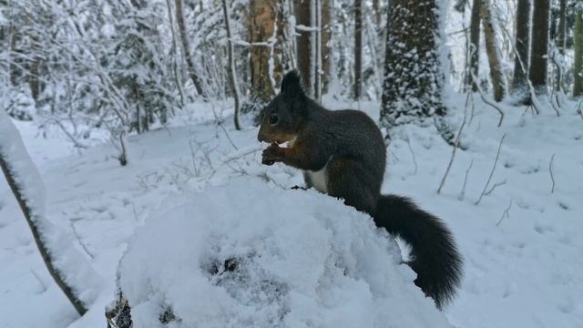 Голодная белка прибежала за орешками по сугробам / Hungry squirrel ran for nuts смотреть онлайн