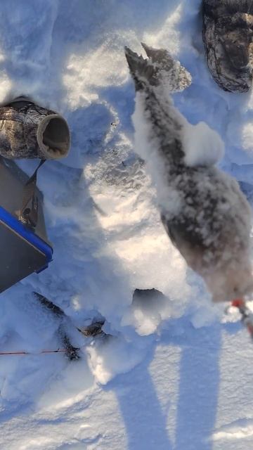 лещ на блесну #рыбалка #зима смотреть онлайн