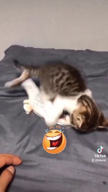 Котэ борец))) #приколы2023 #приколысживотными #смешнаяоз?