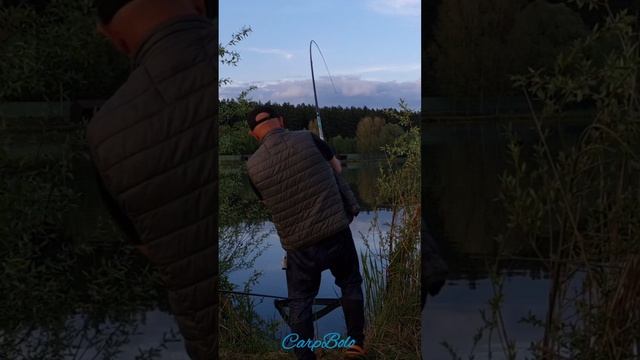 Карп 12,5 кг на удочку! #карп #рыбалка смотреть онлайн