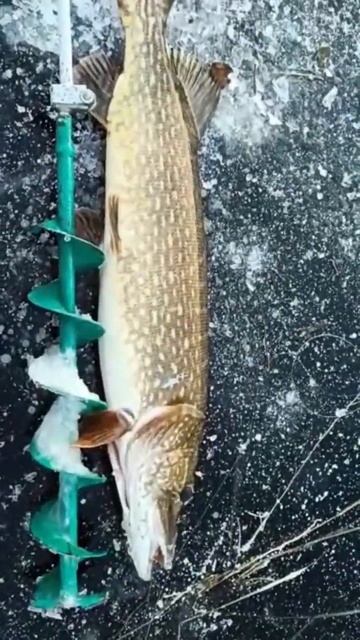 сработка жерлицы смотреть онлайн