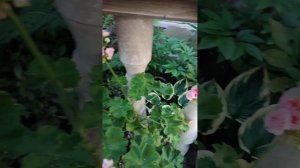 ТА_Леди Винтер Пеларгония