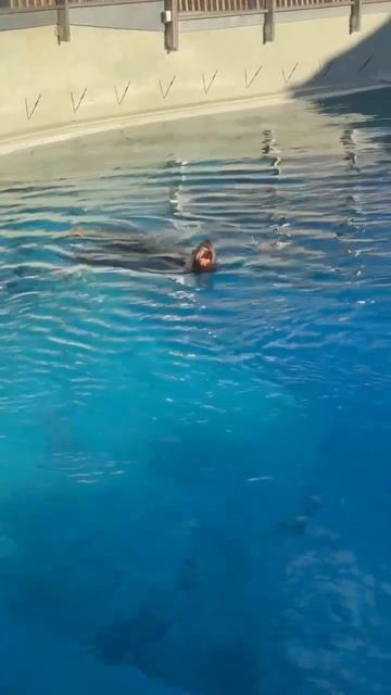 🦭Когда есть настроение, почему бы не показать посети? смотреть онлайн