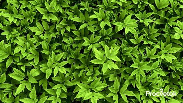 САМЫЙ ЦЕННЫЙ СОРНЯК: спасёт от тромбов и болей в суставах, снизит холестерин, нормализует давление смотреть онлайн