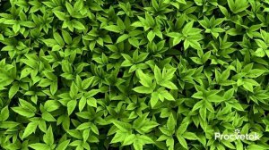 САМЫЙ ЦЕННЫЙ СОРНЯК: спасёт от тромбов и болей в суставах, снизит холестерин, нормализует давление