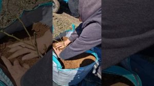 Голубика Калипсо , высадка 1га. Сверхурожайность, секр?