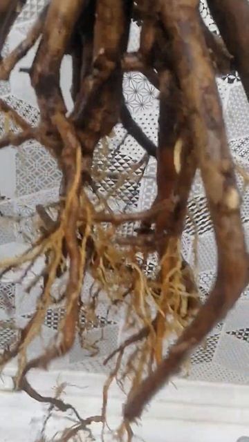 #драцена обрезка стебля и корней (~20 лет) ,промывание ко смотреть онлайн