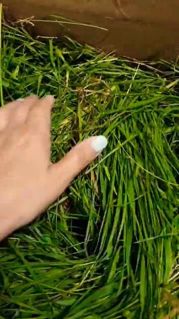 Свежие караси #якутия #караси #рыбалка #лето #лето2023 смотреть онлайн