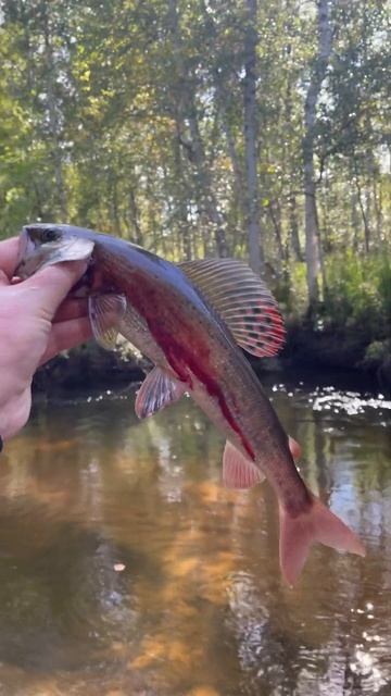 Хариус 🐟, достопримечательность горных 🏔️🌊 рек. Н? смотреть онлайн
