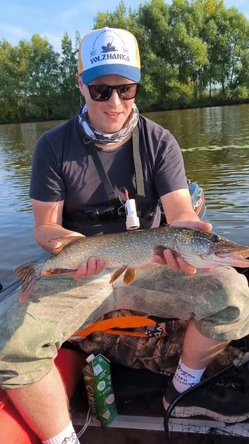 Щука на воблер. Рыбалка осенью. #shorts #fishing #рыбалка смотреть онлайн