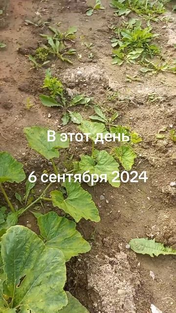 В этот день . 6 сентября 2024 . Воспоминания . #вэтотдень #В смотреть онлайн
