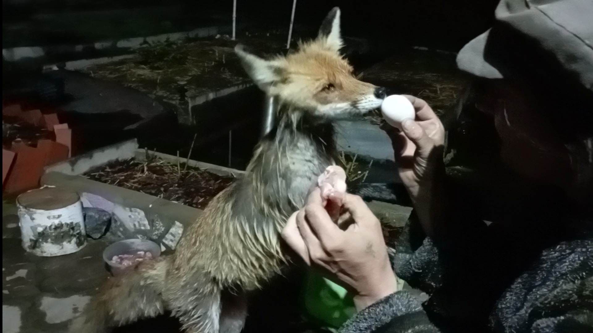 (1015) Лиса приходит в гости. Май 2025 смотреть онлайн