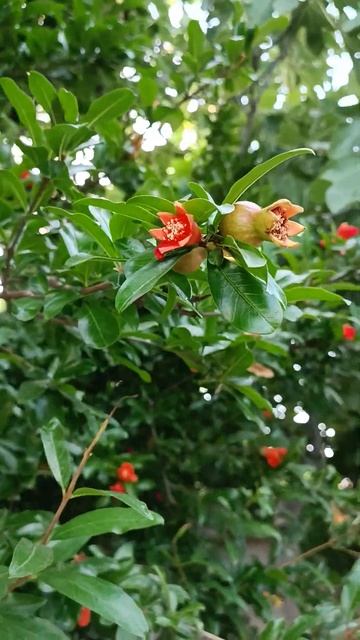 Гранат Тбилиси 🇬🇪 Грузия