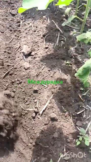 междурядная культивация подсолнечника!!! #фермер #подс смотреть онлайн