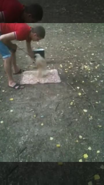 Дрессировка шпица Марсика