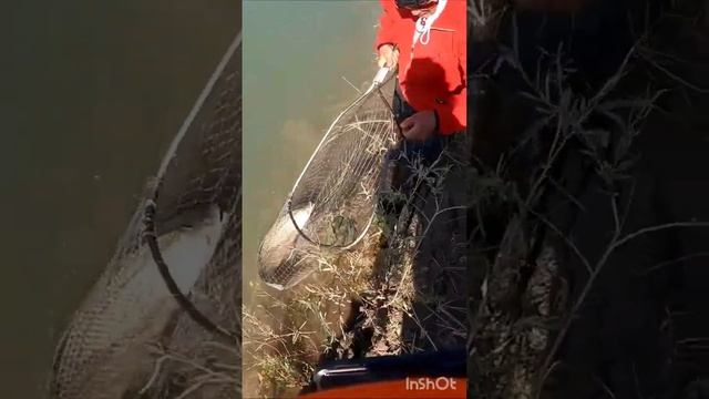 Очередной речной МОНСТР! #fishing #рыбалка #shorts #short смотреть онлайн