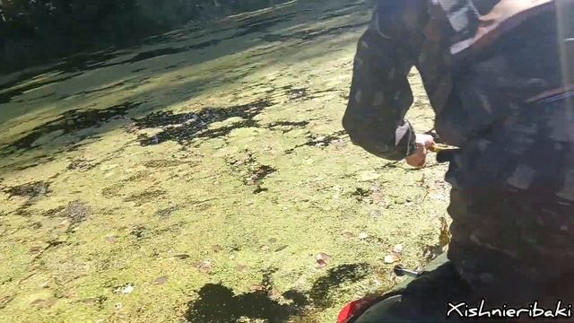 ЩУКИ ПРУТ КРУЖКИ В ЗАРОСЛИ ТИНЫ! ЩУКА НА 3 КГ! ЛУЧШАЯ РЫ?