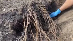 Пересадка спаржи весной: как правильно посадить спарж