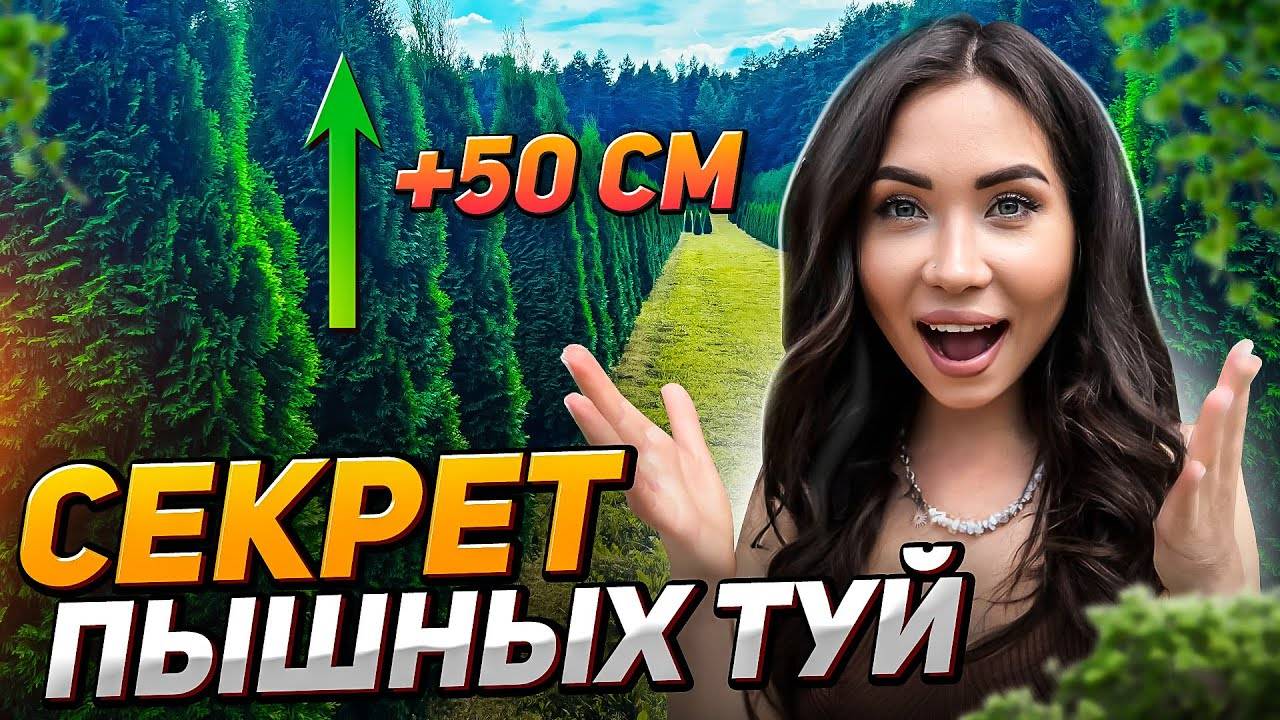 СЕКРЕТ ПЫШНЫХ ТУЙ, КОТОРЫЙ СКРЫВАЮТ ПРОДАВЦЫ! ЭТО ДЕЛАЮТ ВСЕ ПРОФИ, А ВЫ?