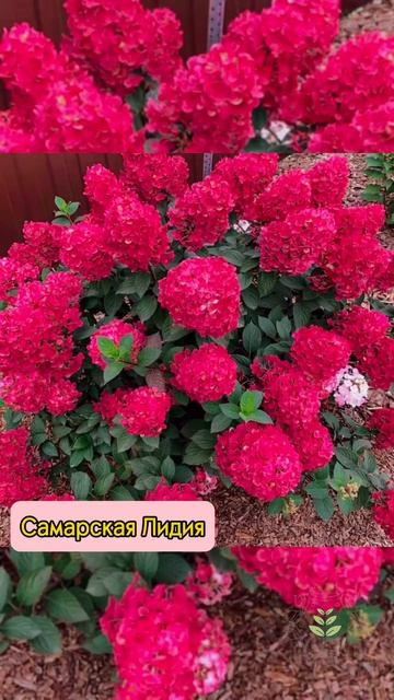 Популярные сорта гортензий по ссылке в комментариях?