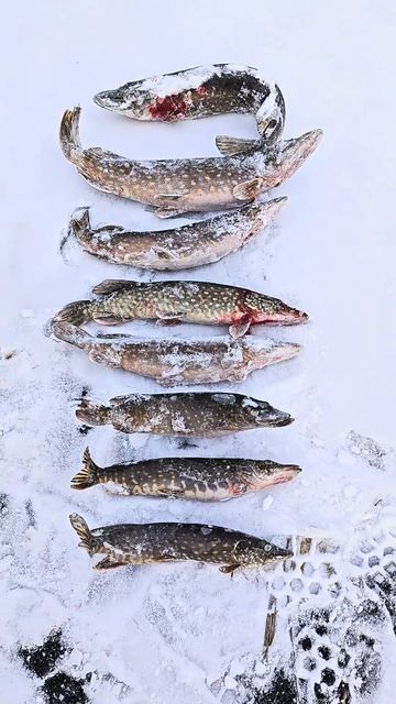 Щука на жерлицы 20.02.2025 смотреть онлайн