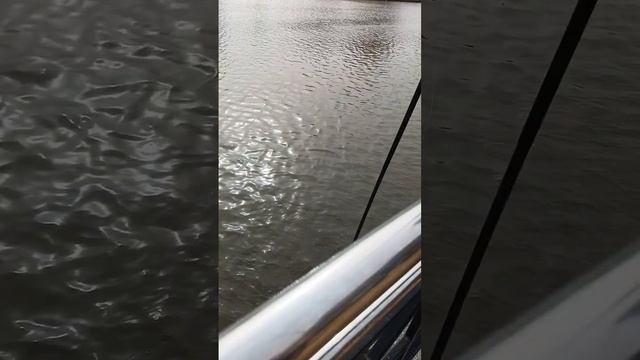 город Калининград река Преголя рыбаки поймали рыбу!! смотреть онлайн