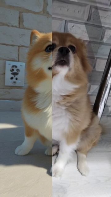 Собака балабака смотреть онлайн