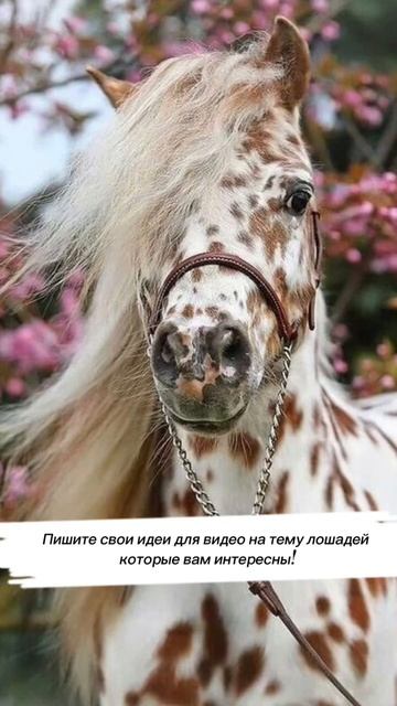 #лошади #конныйспорт #Киманочи смотреть онлайн