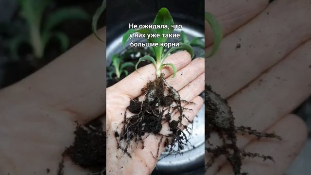 Хлорофитум Оранж из семян 🌱 #комнатныерастения #цвет? смотреть онлайн