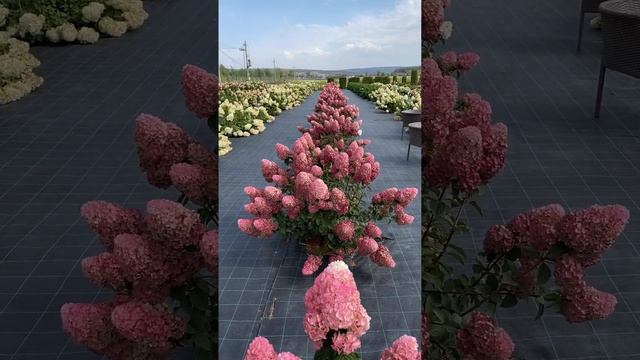 Безусловный лидер продаж