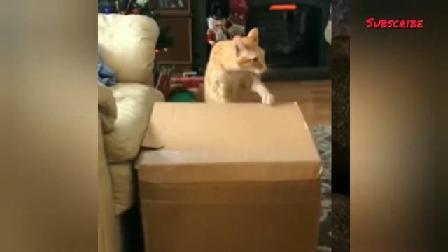 Смешные животные (Funny Animals ) 🐶 / Вызов "Постарайся не смеяться", подборка 😂 №45 (2021) смотреть онлайн