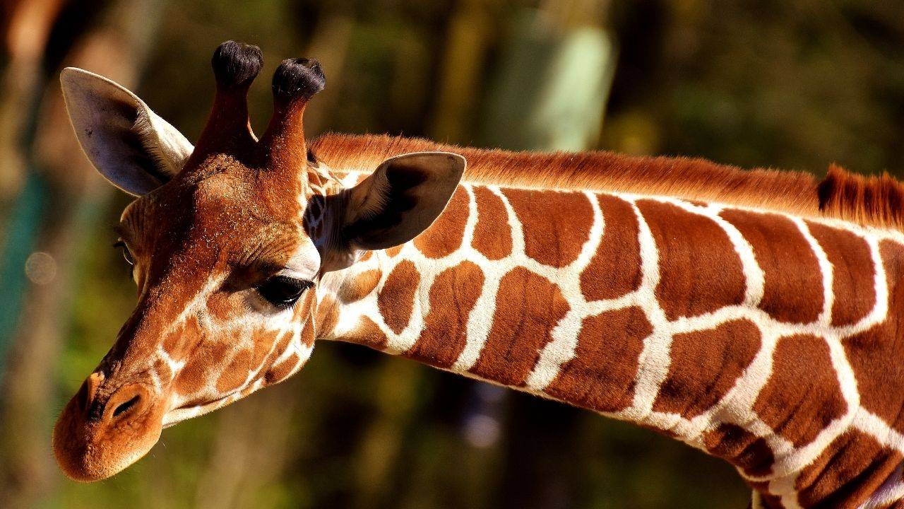 Жираф необычное и самое высокое животное на земле. Как говорит жираф? У жирафа пятна.