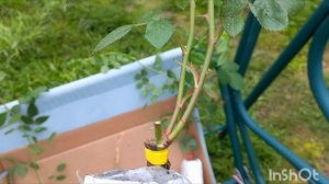 Распаковка посылки с розами зимней прививки из питомника МамаРозы