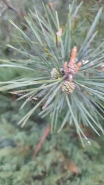 вот как растут шышки смотреть онлайн