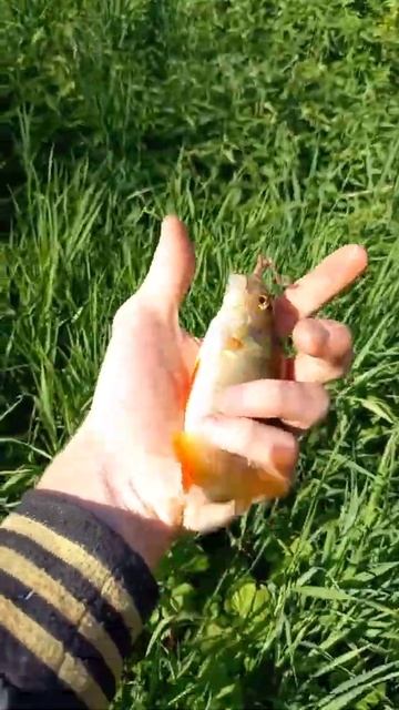 Рыбалка на поплавок летом2022 смотреть онлайн