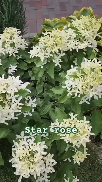 #hydrangea#hortensia#гортензия#garden#гортензія#flowers#jardin#shorts#アジサ?