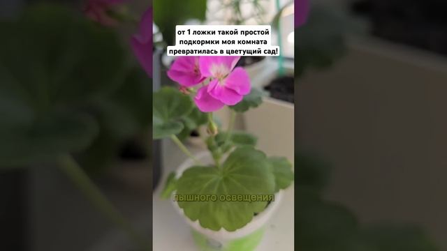 от 1 ложки такой простой подкормки моя комната преврат смотреть онлайн