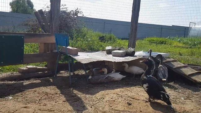 "Бассейн" для уток , тестовый режим. смотреть онлайн