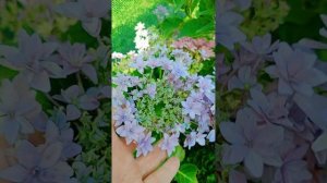 Floria крупнолистная гортензия. Обзор сорта от питомника