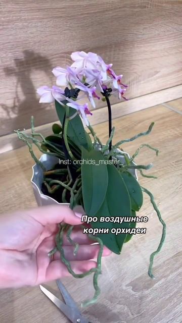 Про воздушные корни у орхидей смотреть онлайн
