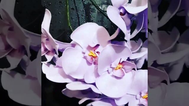 Орхидея своими руками /видео обзор/ уход за цветами смотреть онлайн