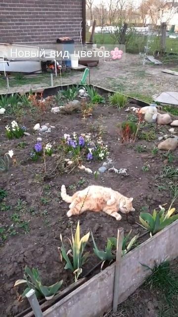 Новый вид цветов🌸😻#сад #огород #клумба #цветы #коты #ca смотреть онлайн