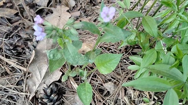Случайно попал в наш сад Вороний глаз (Pāris quadrifōlia). 2025 смотреть онлайн