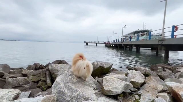 Бася стала бесстрашным следопытом! Что она нашла? смотреть онлайн