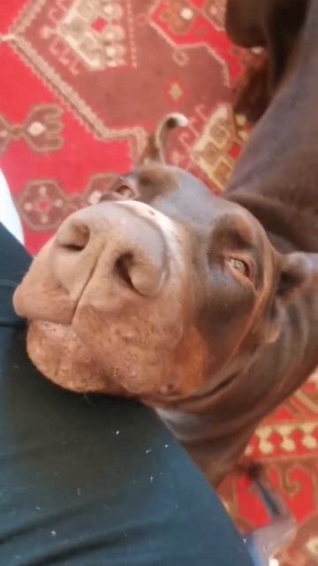 самый милый ДОБЕРМАН смотреть онлайн