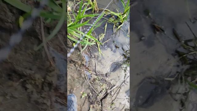 на реке Сура #fishing смотреть онлайн