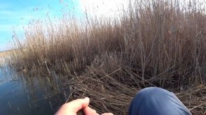 Шесть килограмм карася на боковой кивок в камышах.