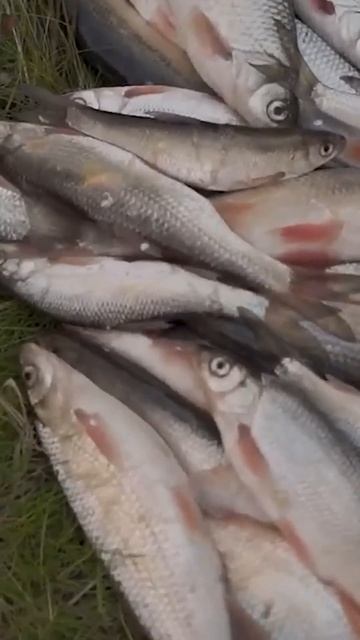 📍Рыбалка. Крайний Север. Ямал