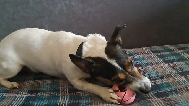 Любимый питомец 🐕